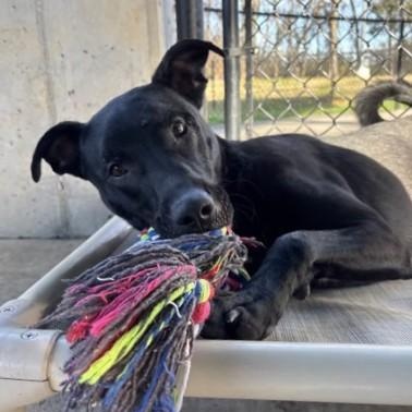 Enlarge Ridge, a Adoptable mixed breed in Springfield, MO image 4/6