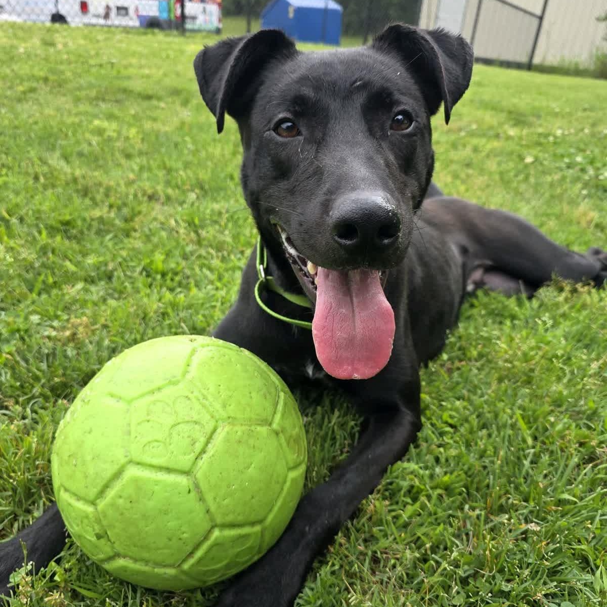 Ridge, Adoptable, Young Male Labrador Retriever.