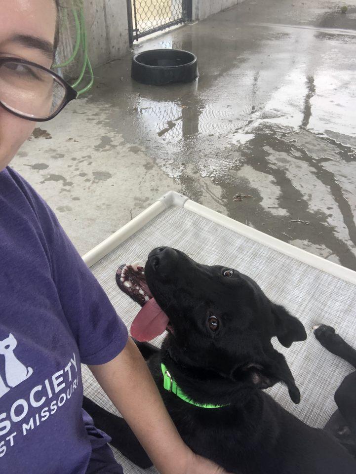 Enlarge Ridge, a Adoptable mixed breed in Springfield, MO image 5/6