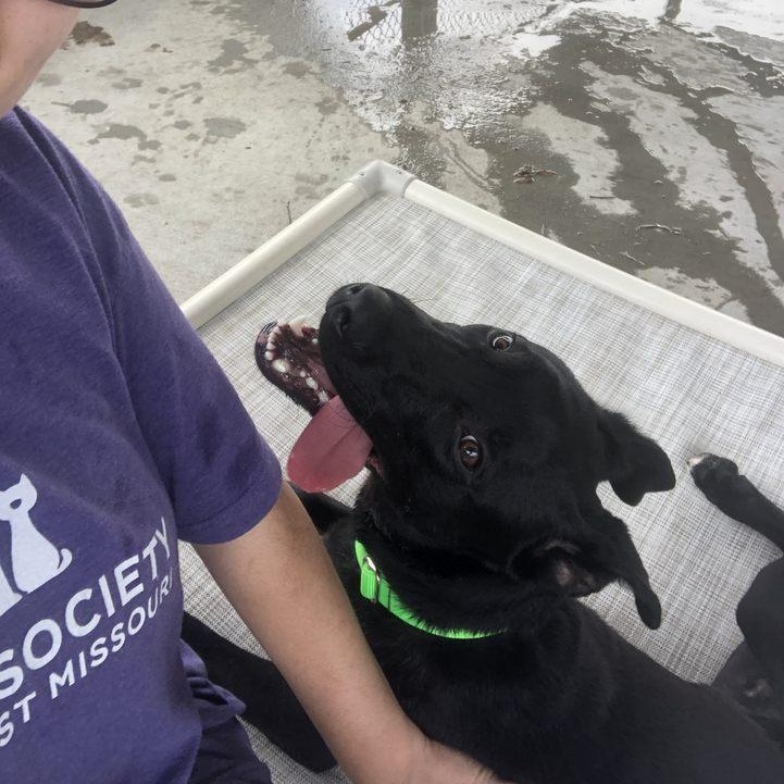 Enlarge Ridge, a Adoptable mixed breed in Springfield, MO image 6/6