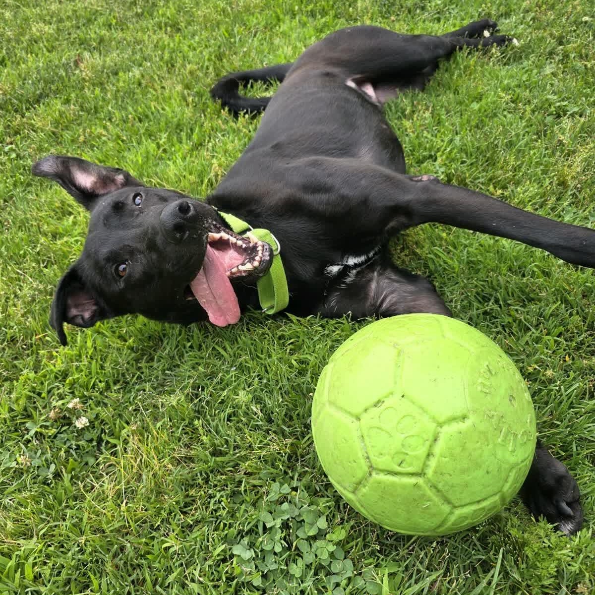 Enlarge Ridge, a Adoptable mixed breed in Springfield, MO image 2/6