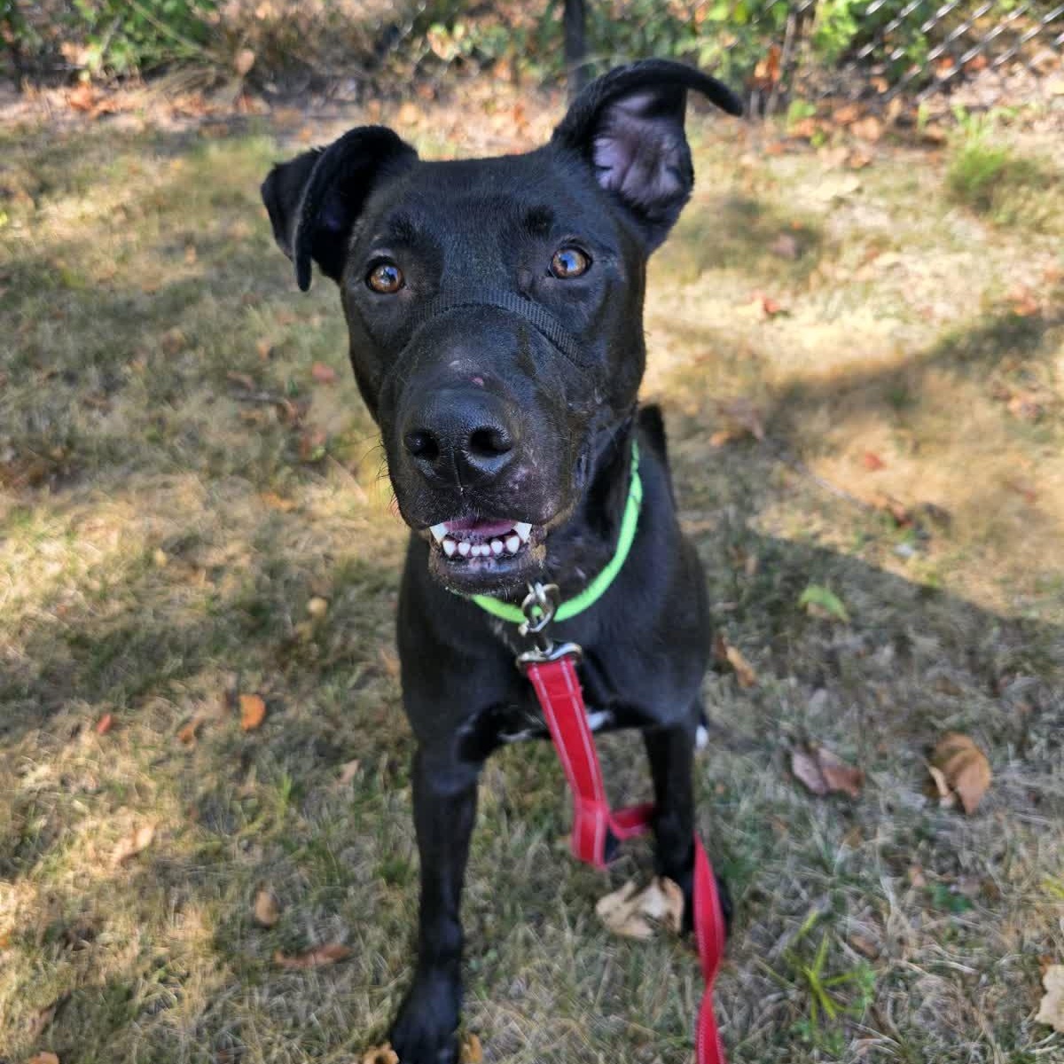 Enlarge Ridge, a Adoptable mixed breed in Springfield, MO image 1/6