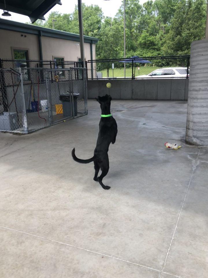 Enlarge Ridge, a Adoptable mixed breed in Springfield, MO image 6/6