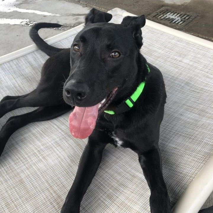 Enlarge Ridge, a Adoptable mixed breed in Springfield, MO image 2/6