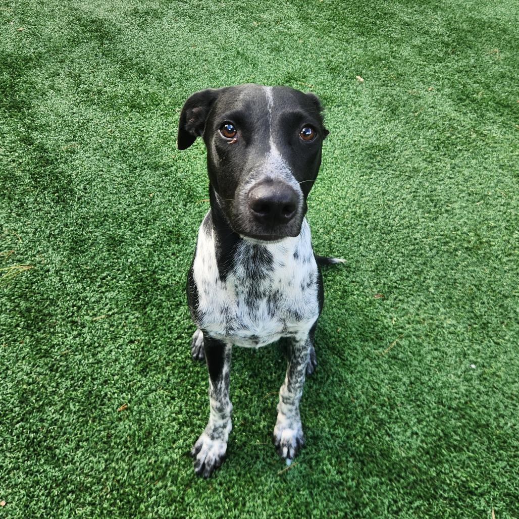 Enlarge Scout, a Adoptable German Shorthaired Pointer in Brockton, MA image 2/2