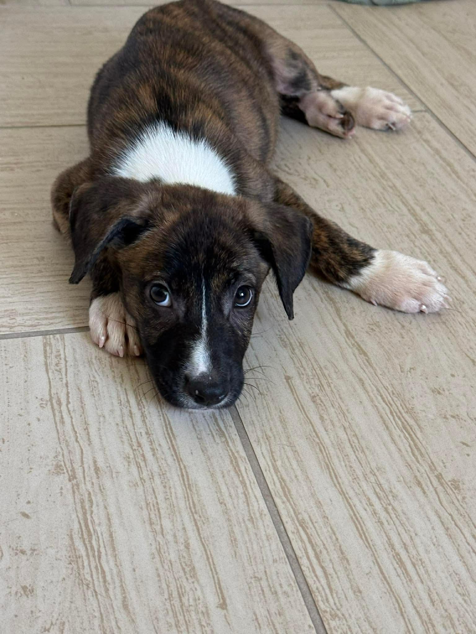 Rocky Flower - Local, Adopted, Puppy Male German Shepherd Dog & Plott Hound.