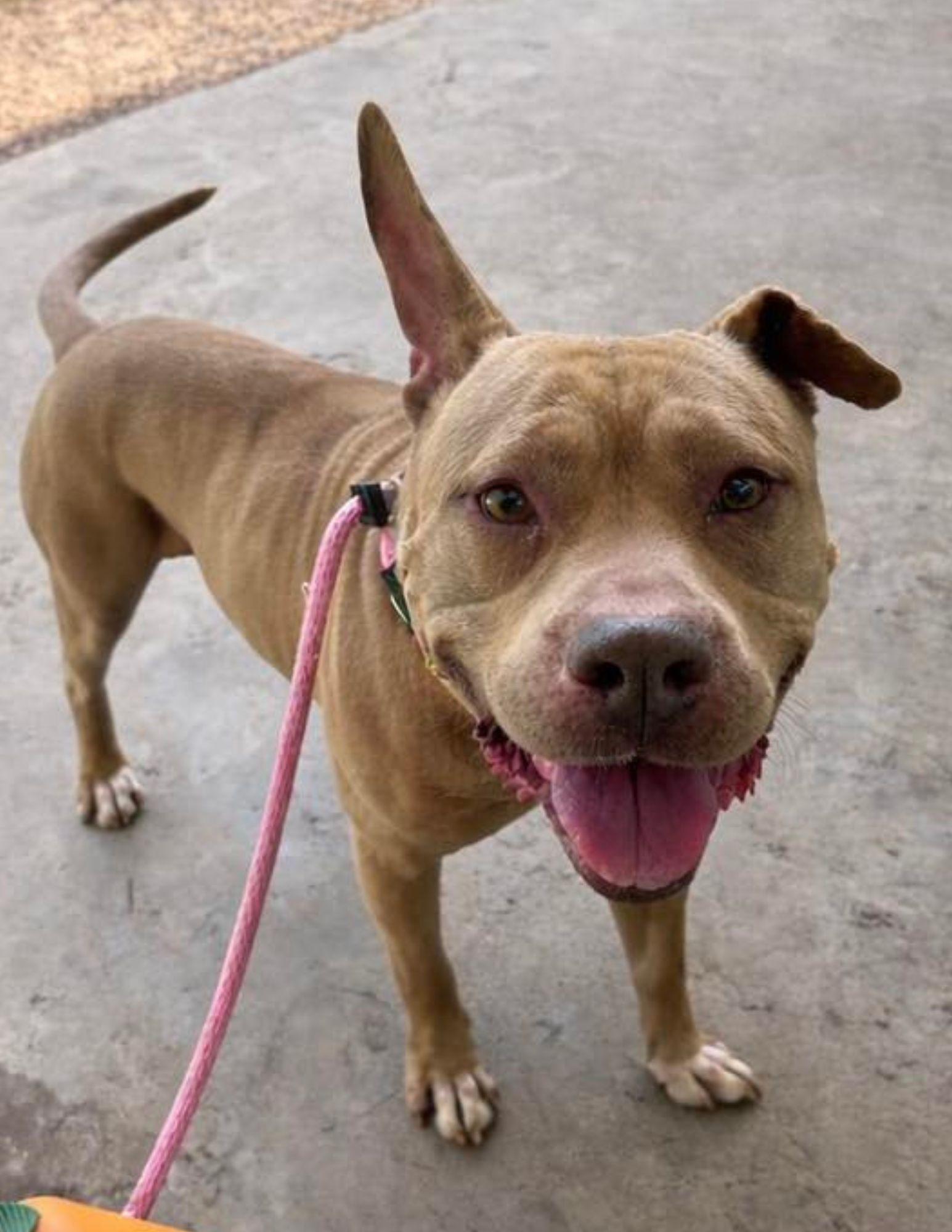 Cuyo, ADOPTABLE, Adult Male Pit Bull Terrier.