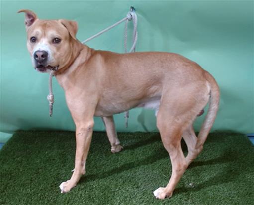 Enlarge KING, a Adoptable Pit Bull Terrier in Gardena, CA image 1/1