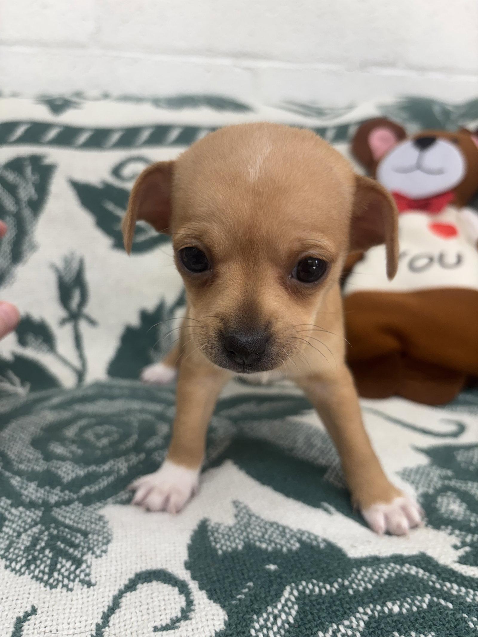 Enlarge Tangerine, a Adoptable Chihuahua in York, SC image 1/1