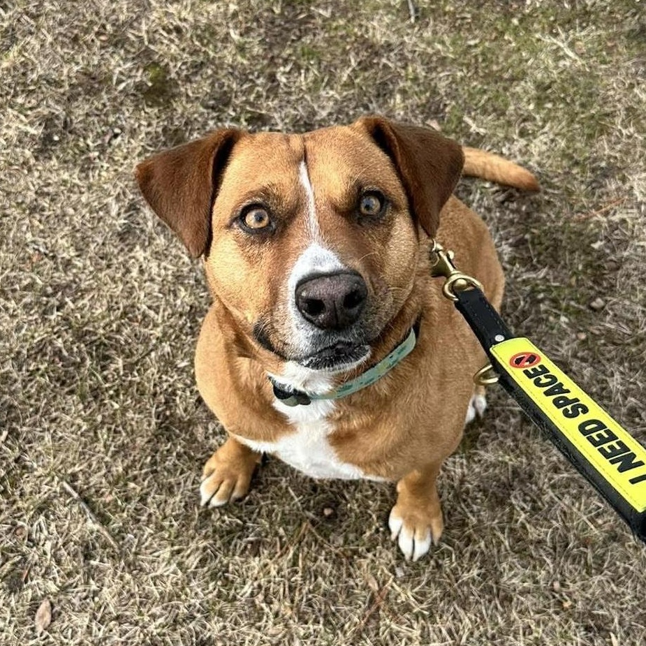 Felice, a Adoptable mixed breed in Mississauga, ON image 5/6