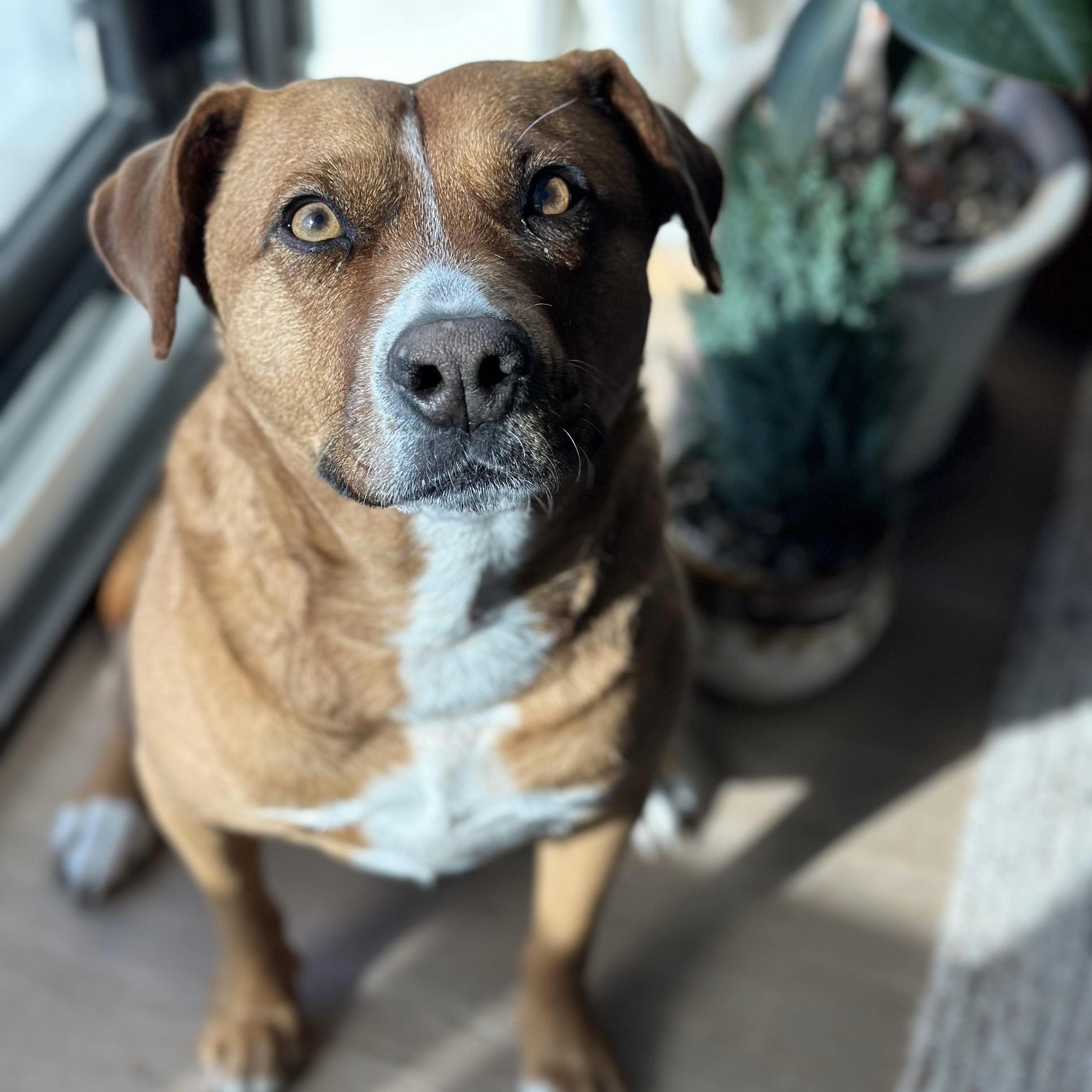 Felice, a Adoptable mixed breed in Mississauga, ON image 3/6