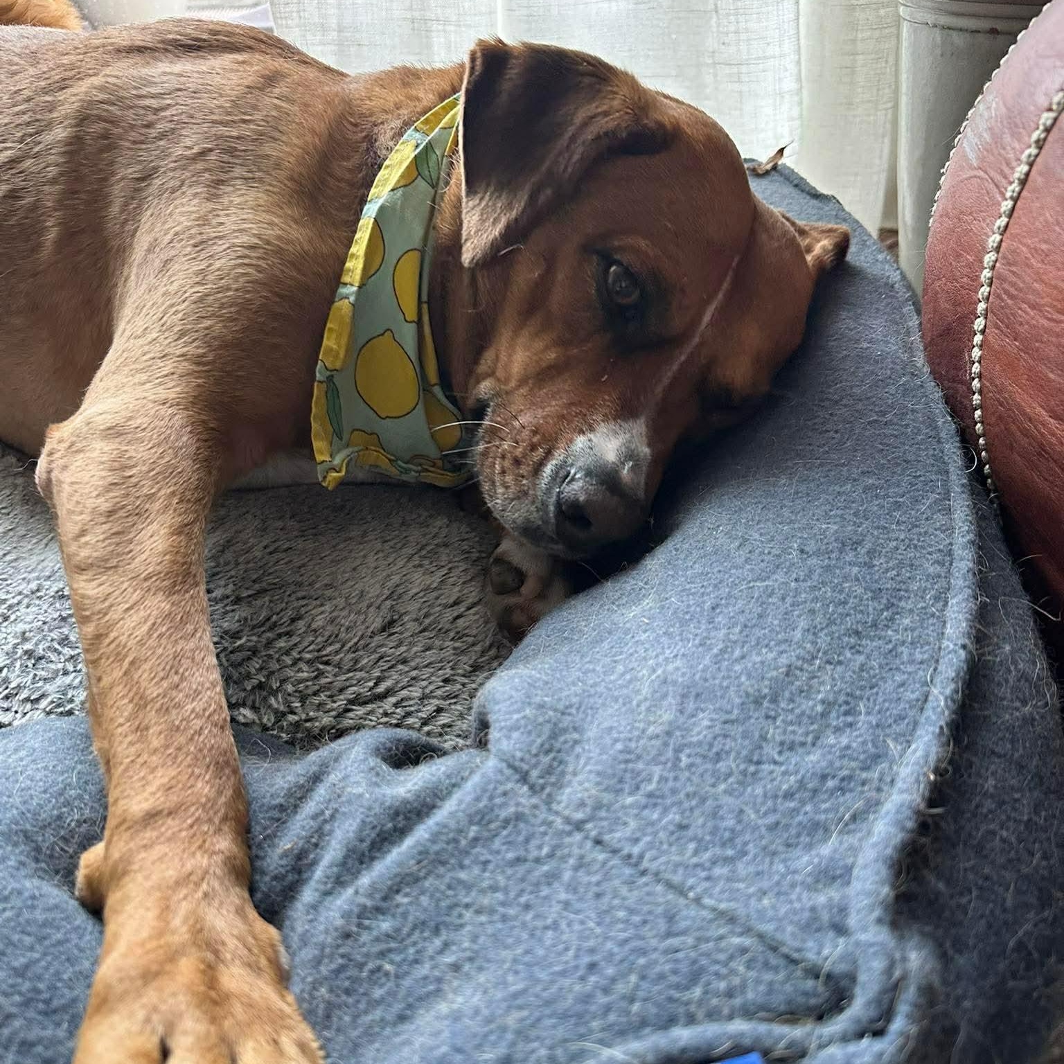 Felice, a Adoptable mixed breed in Mississauga, ON image 1/6