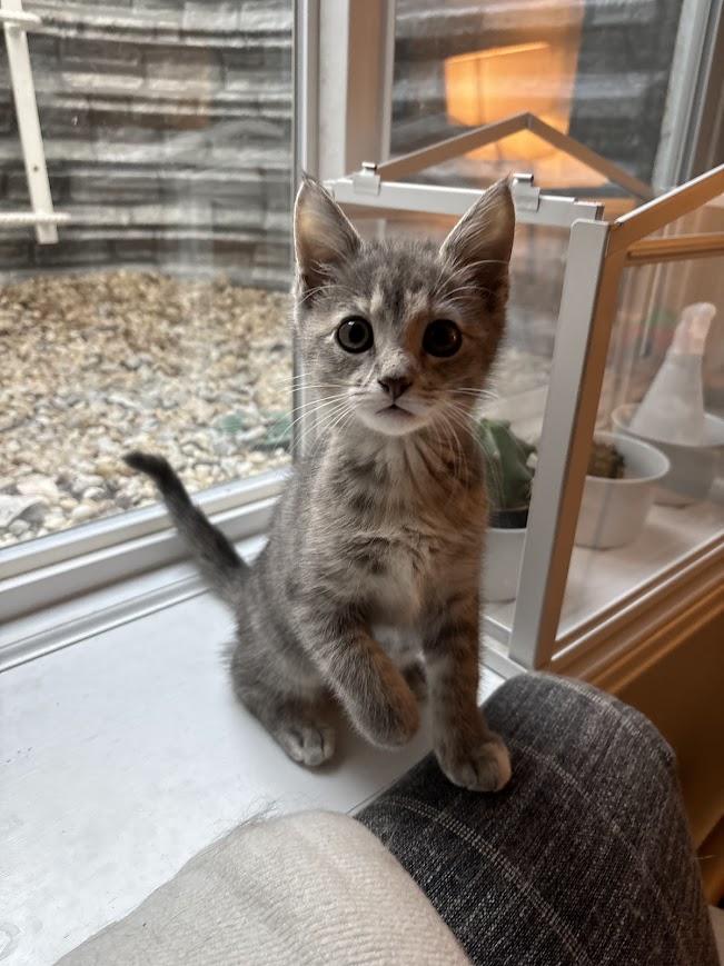 Amaya Papaya