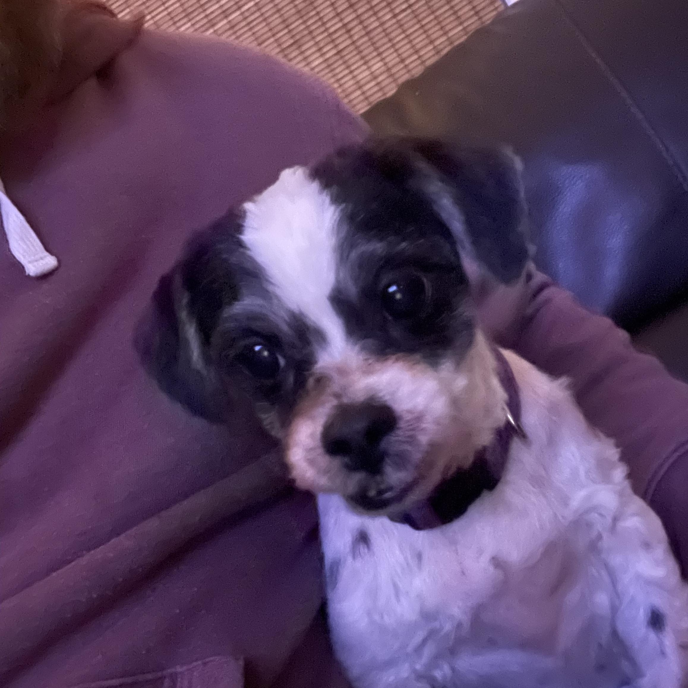 Bandit, an adopted Havanese in Rochester, NY image 2/4