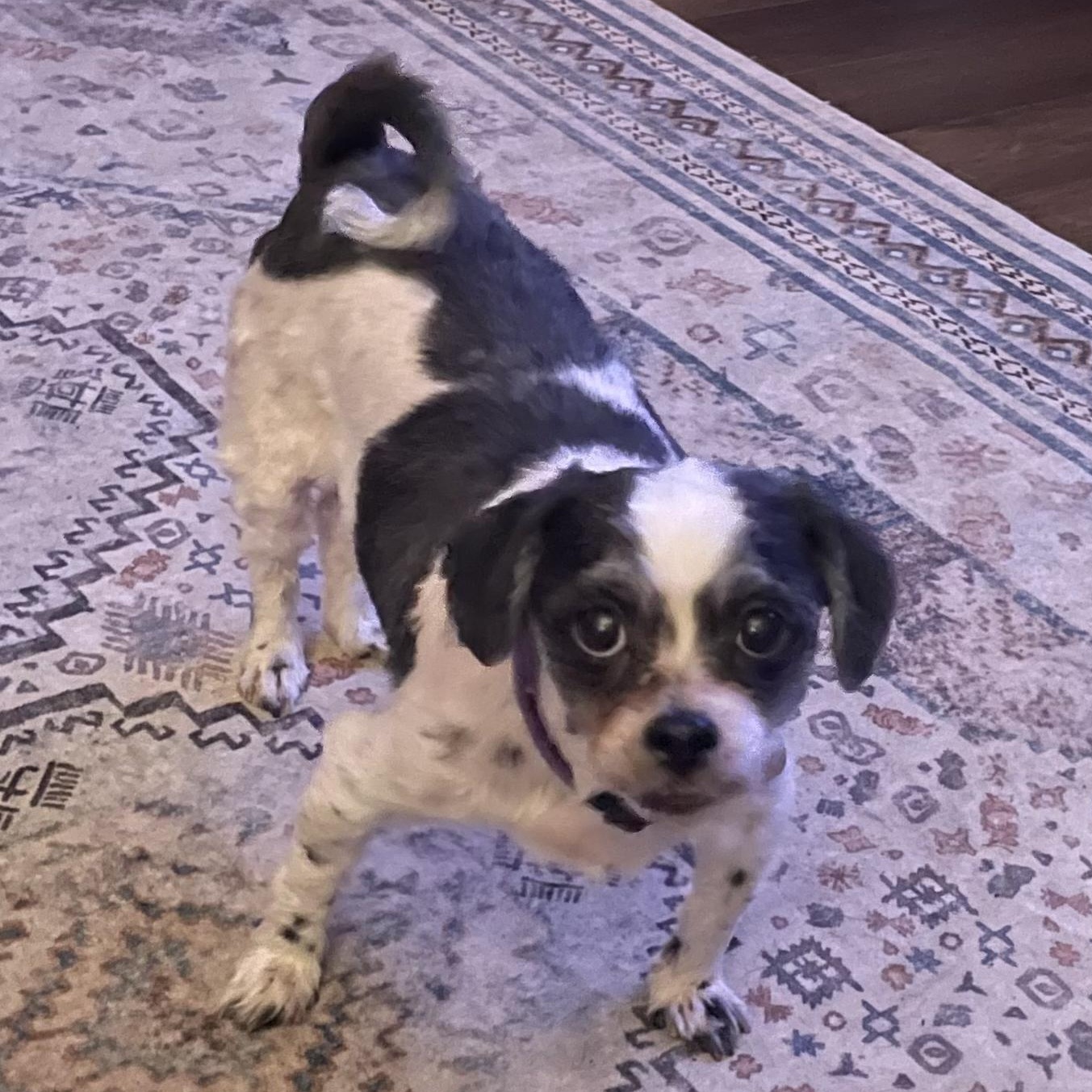 Bandit, an adopted Havanese in Rochester, NY image 4/4