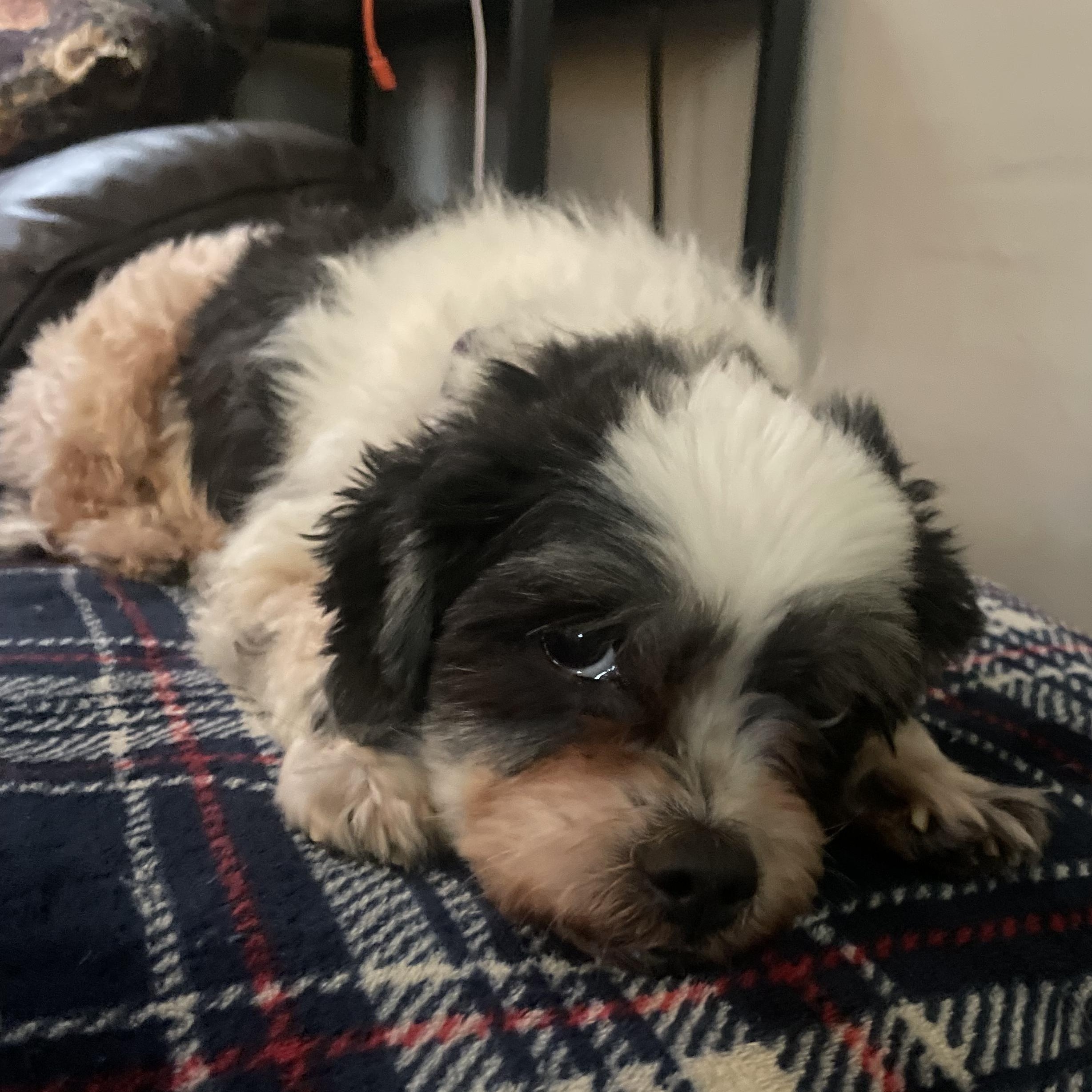 Bandit, an adopted Havanese in Rochester, NY image 1/4