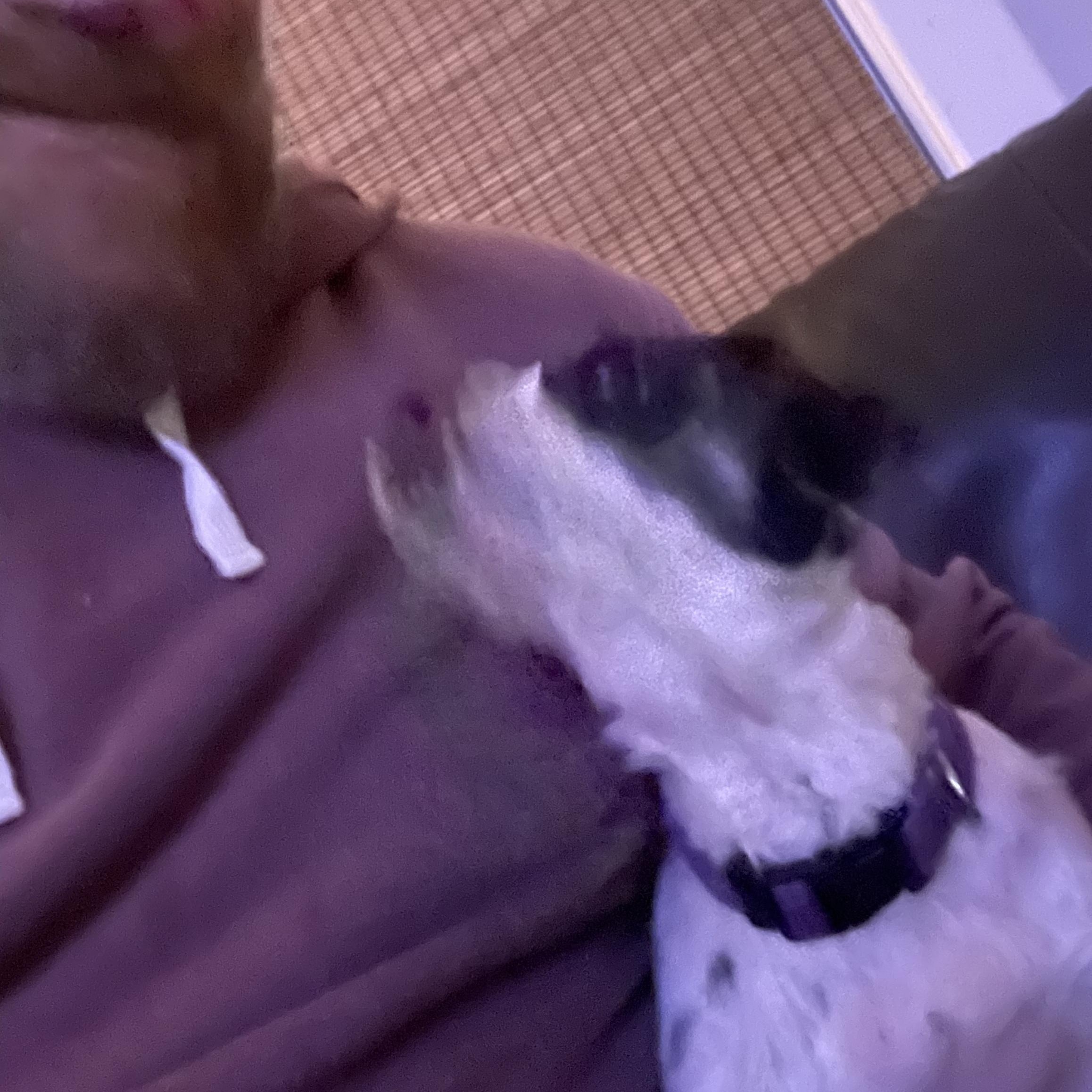 Bandit, an adopted Havanese in Rochester, NY image 3/4