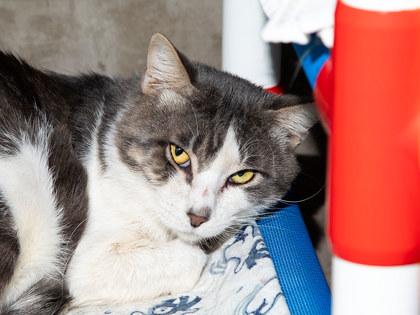 Oscar, Adoptable, Adult Male Domestic Short Hair & Domestic Short Hair.