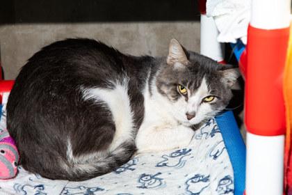 Enlarge Oscar, a Adoptable mixed breed in Longmont, CO image 2/2