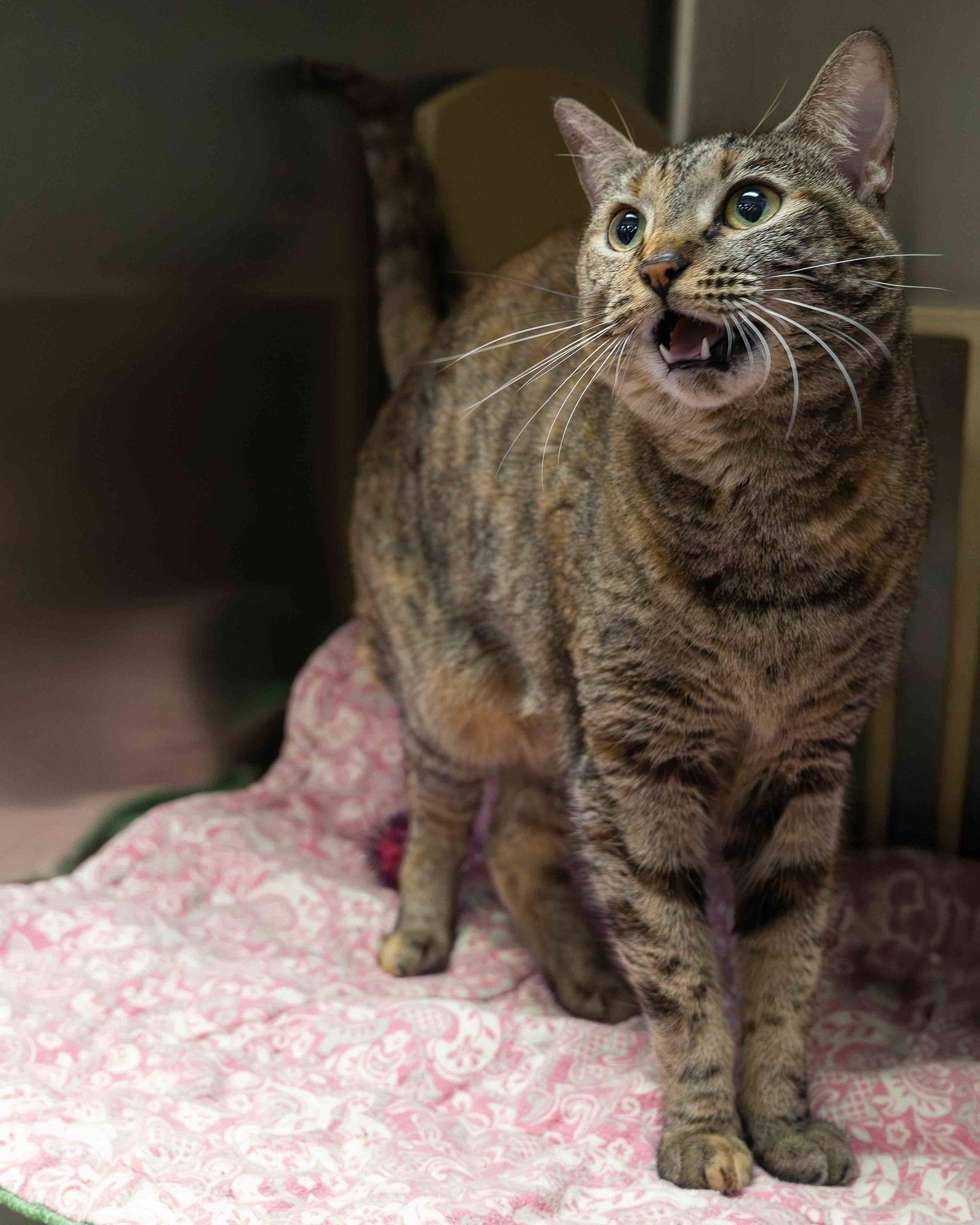 Enlarge Maggie May, a Adoptable Domestic Short Hair in Wilmington, NC image 1/2