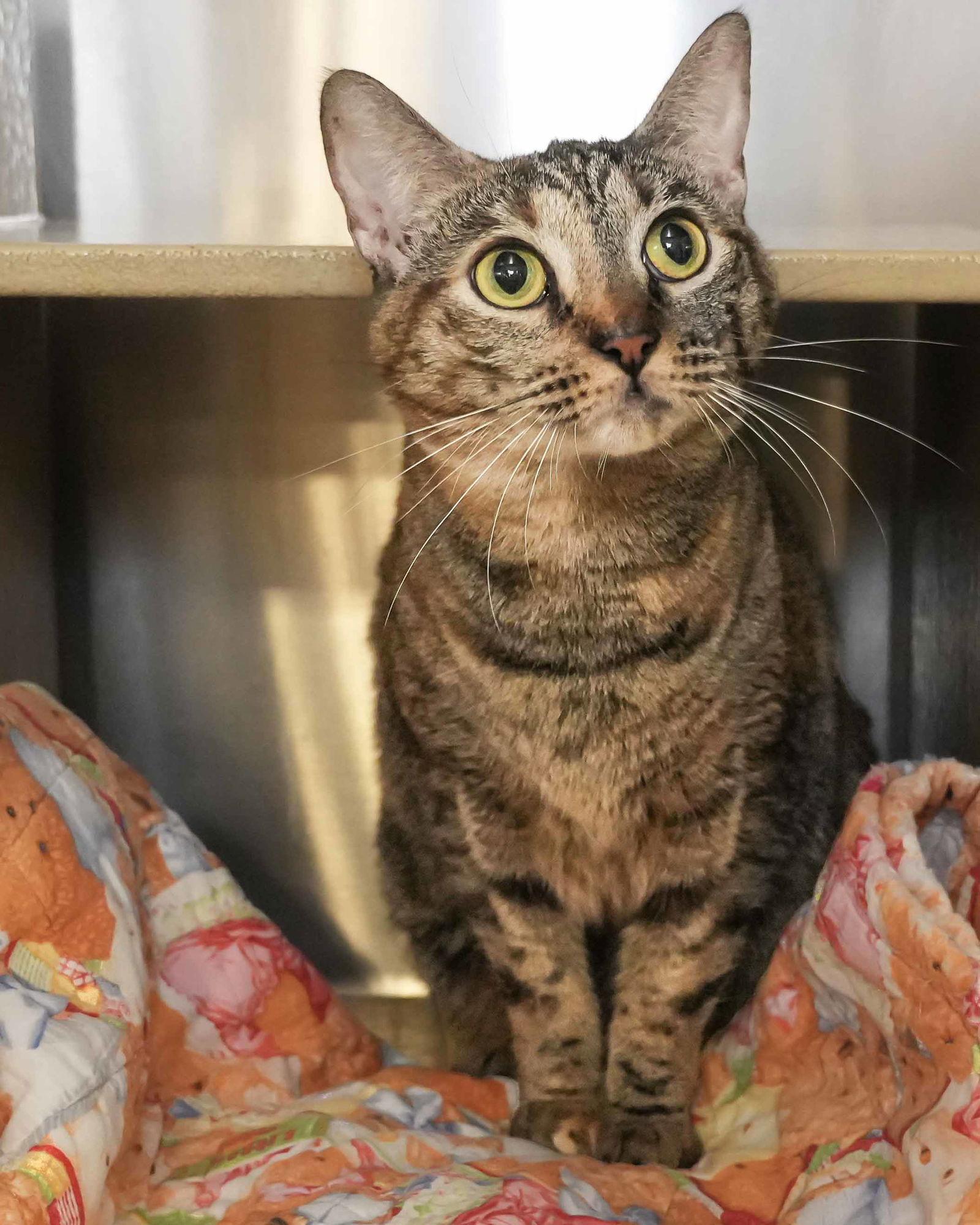 Enlarge Maggie May, a Adoptable Domestic Short Hair in Wilmington, NC image 2/2