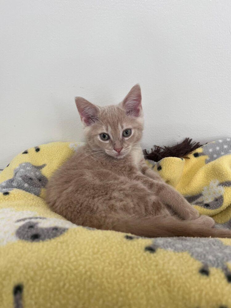 Cove, Adoptable, Kitten Female Domestic Short Hair.