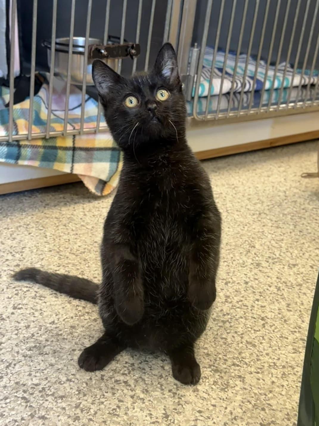 Gecko, Adopted, Young Male Domestic Short Hair.