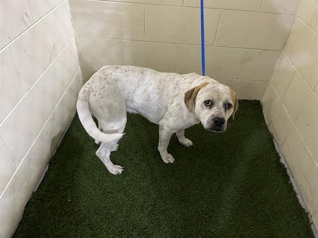 A1253729, Adoptable, Young Male American Bulldog & Mixed Breed.