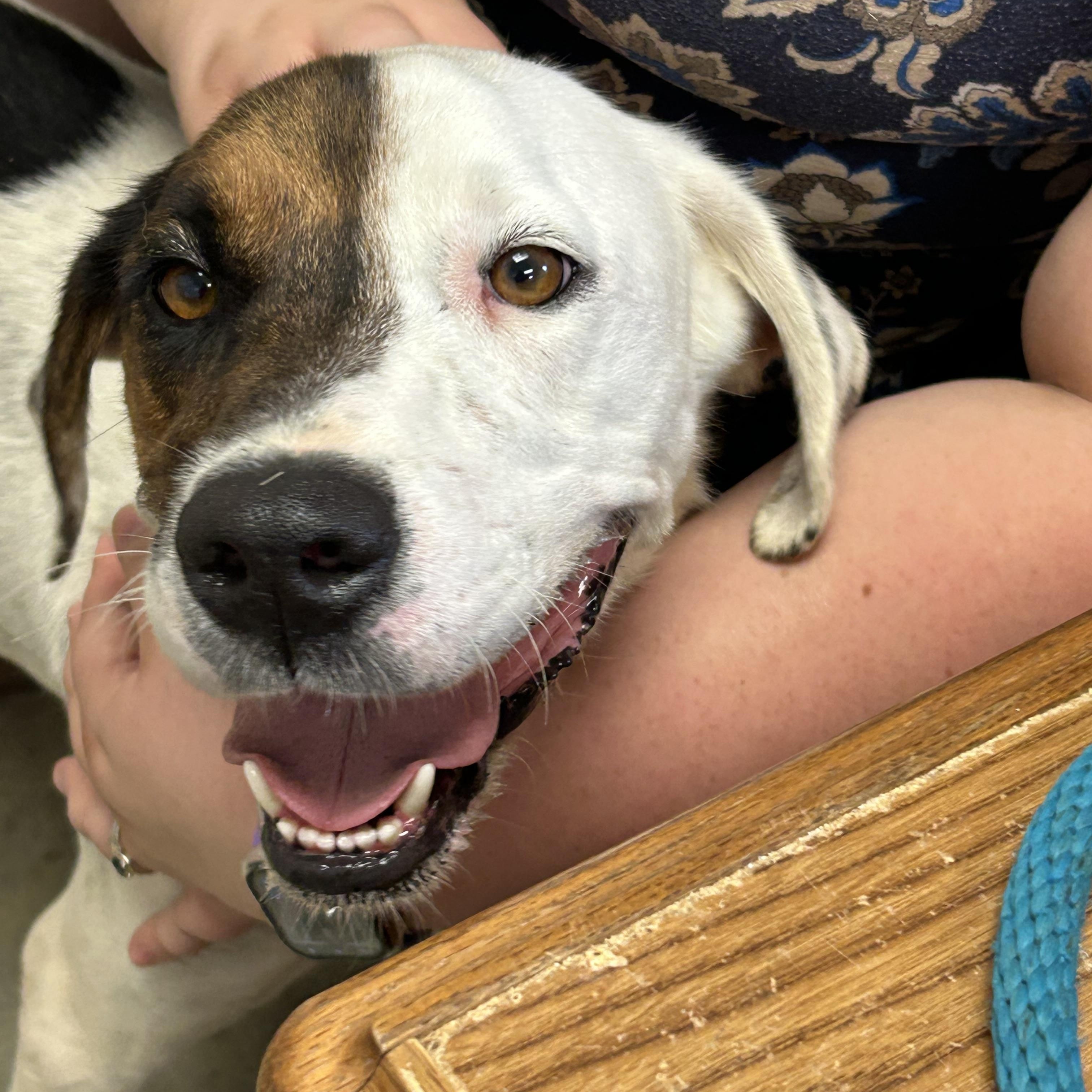 Spot, a ADOPTABLE Hound in Charles City, VA image 4/5