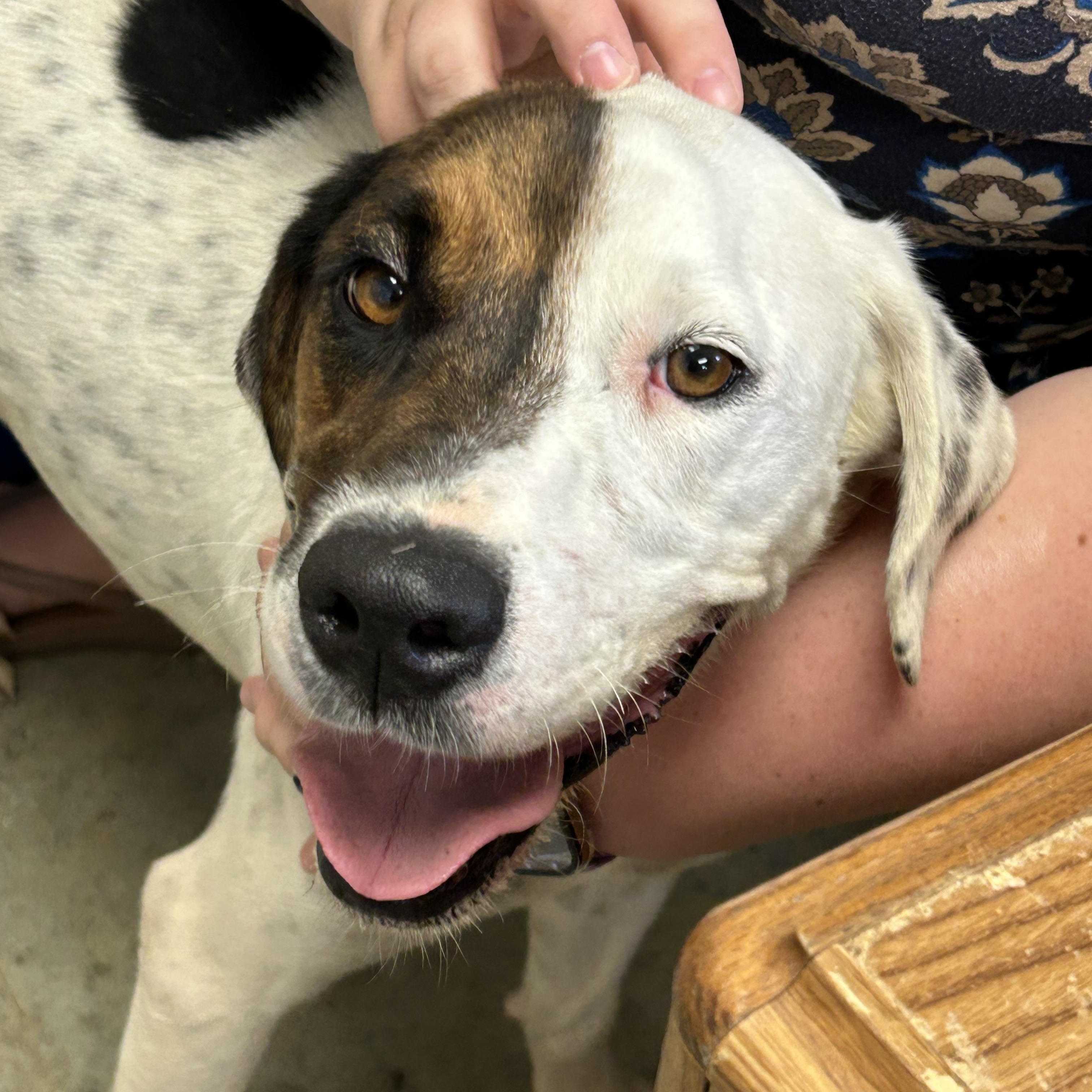 Spot, a ADOPTABLE Hound in Charles City, VA image 1/5