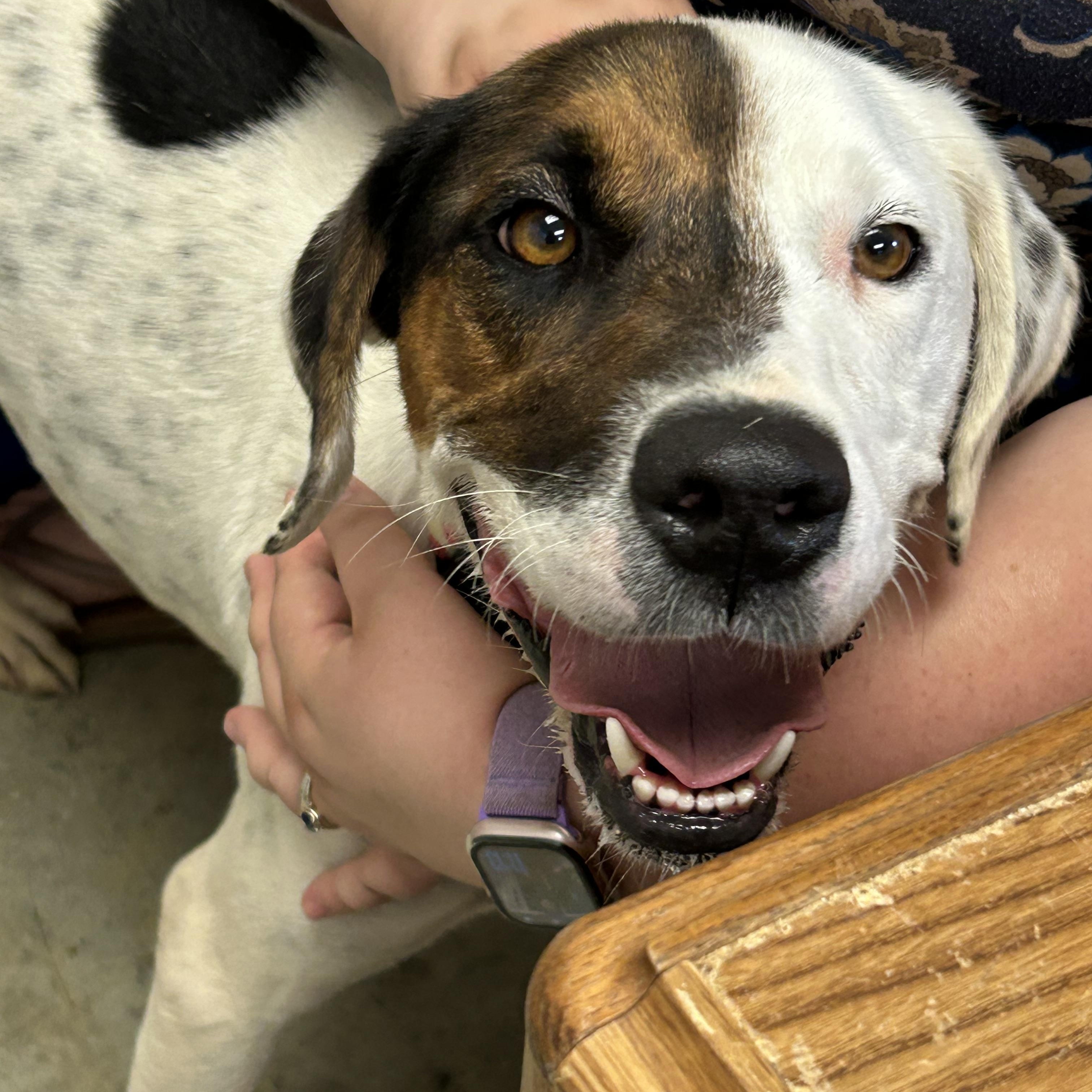Spot, a ADOPTABLE Hound in Charles City, VA image 2/5