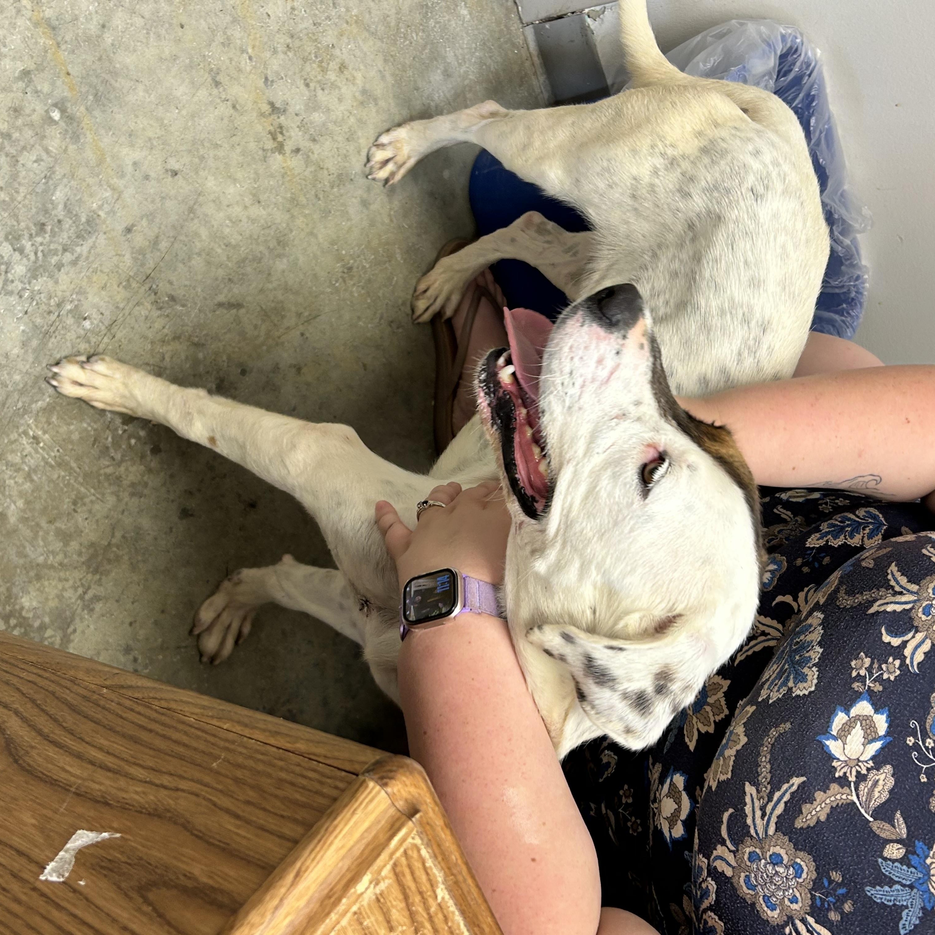 Spot, a ADOPTABLE Hound in Charles City, VA image 5/5