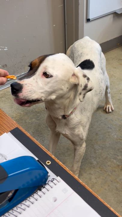 Enlarge Spot, a ADOPTABLE Hound in Charles City, VA video 3/5