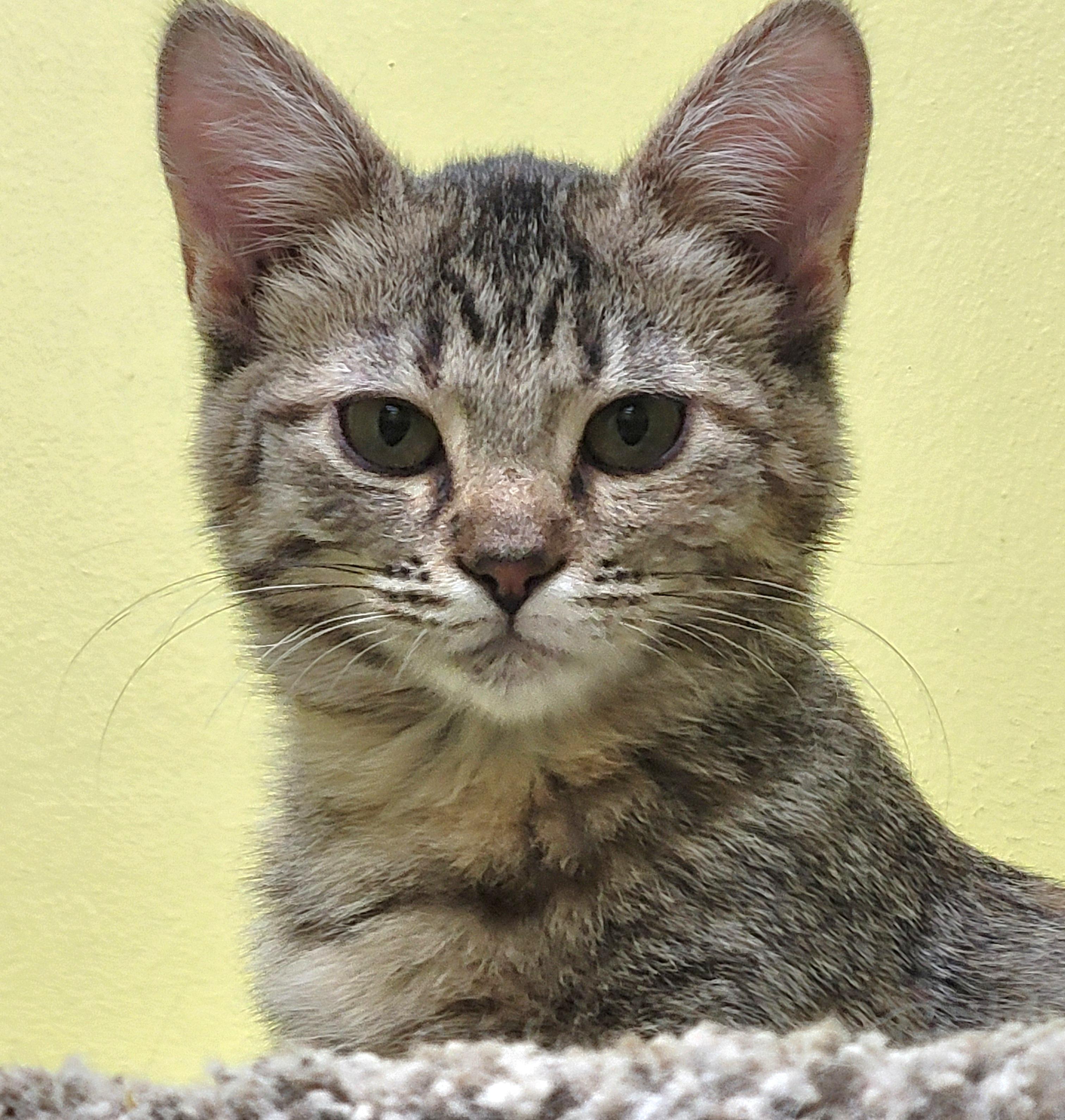 Enlarge Penny, a ADOPTABLE Tabby in Memphis, TN image 2/2