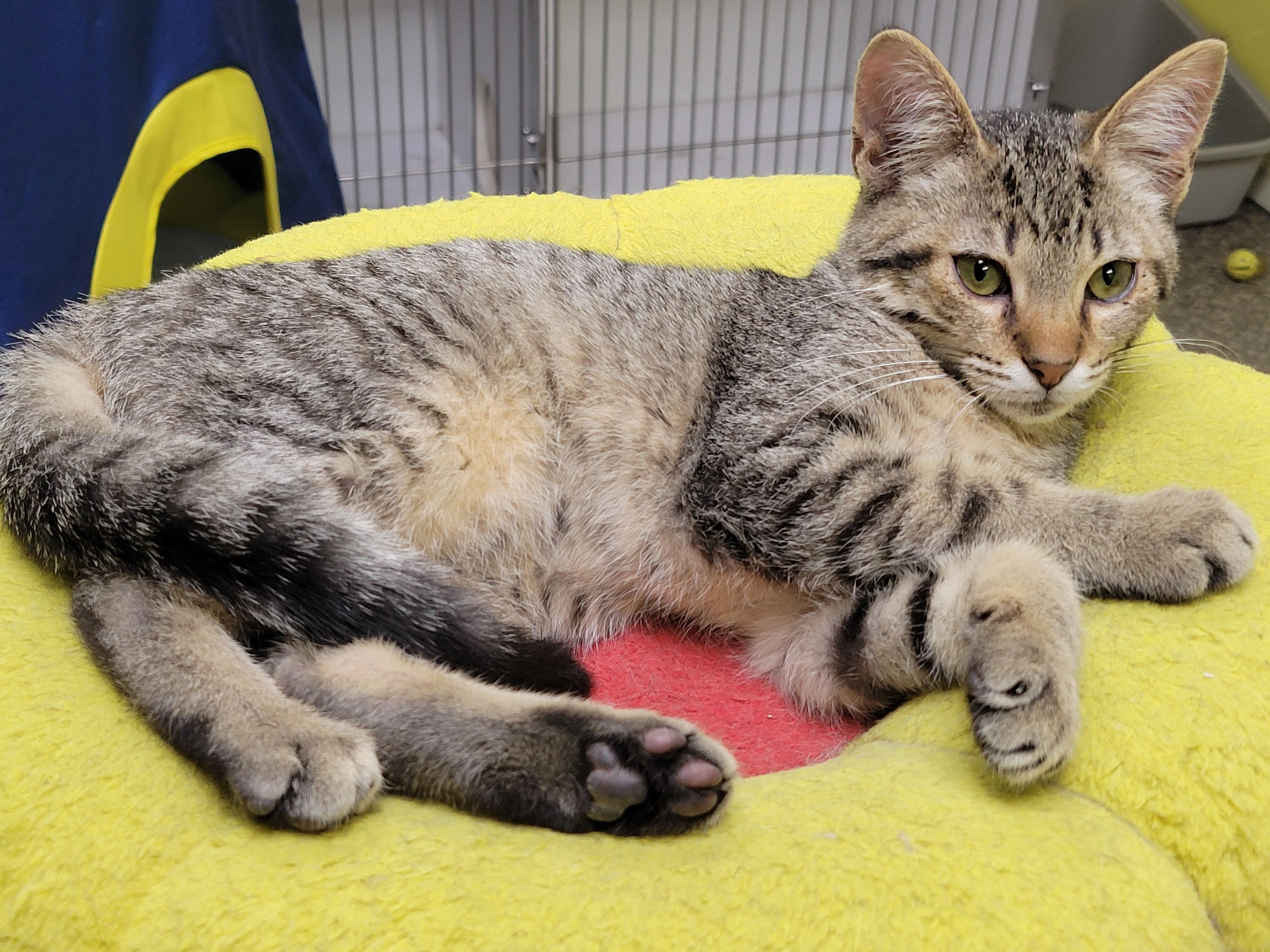 Enlarge Penny, a ADOPTABLE Tabby in Memphis, TN image 1/2