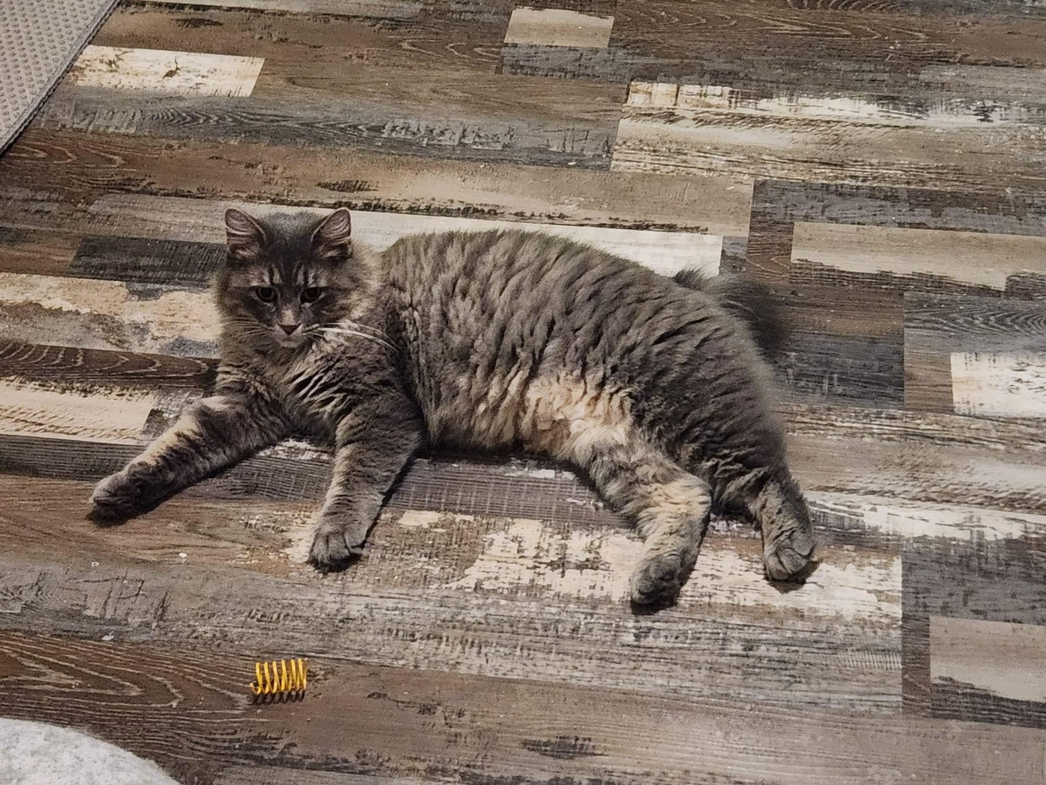 Enlarge Sassy, a ADOPTABLE American Bobtail in Valley Center, KS image 2/3