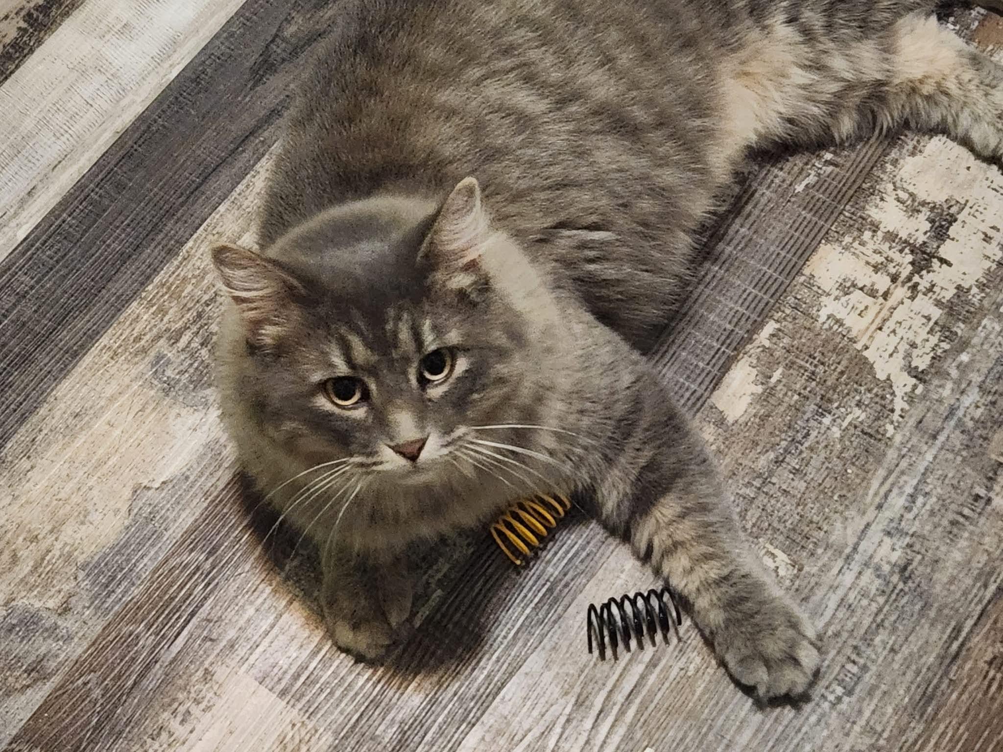 Sassy, ADOPTABLE, Adult Female American Bobtail.