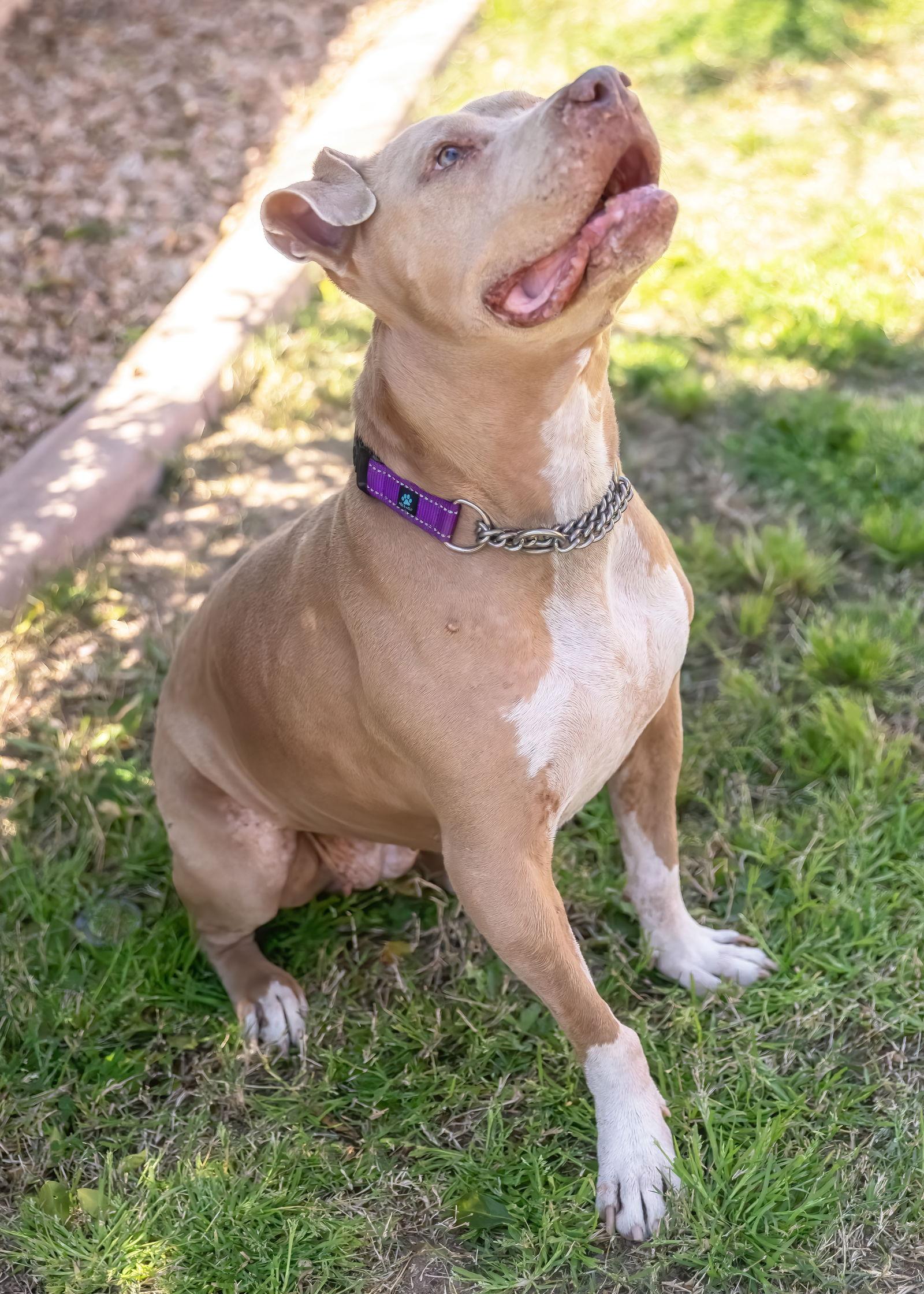 BETTY WHITE, Adoptable, Adult Female Shar-Pei & Terrier.