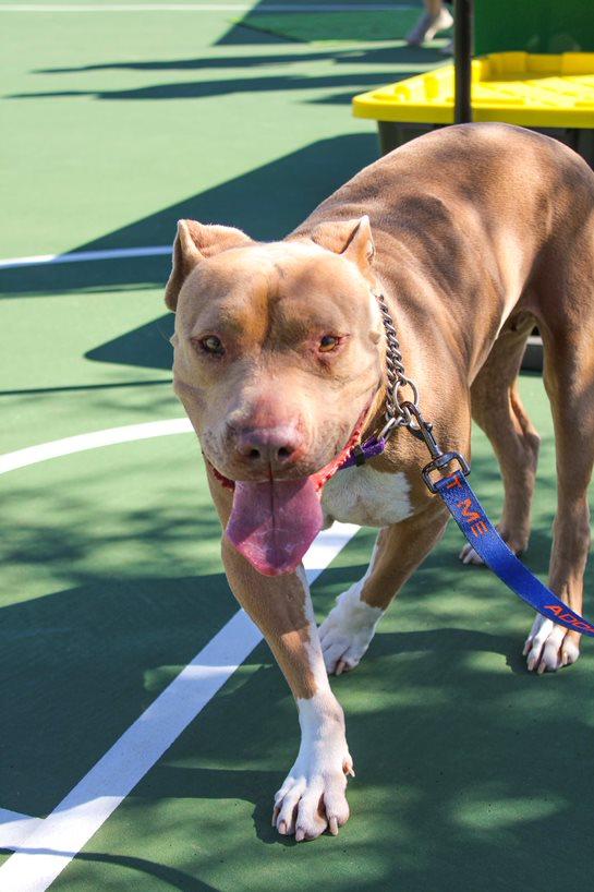 BETTY WHITE, a Adoptable mixed breed in Chandler, AZ image 2/3