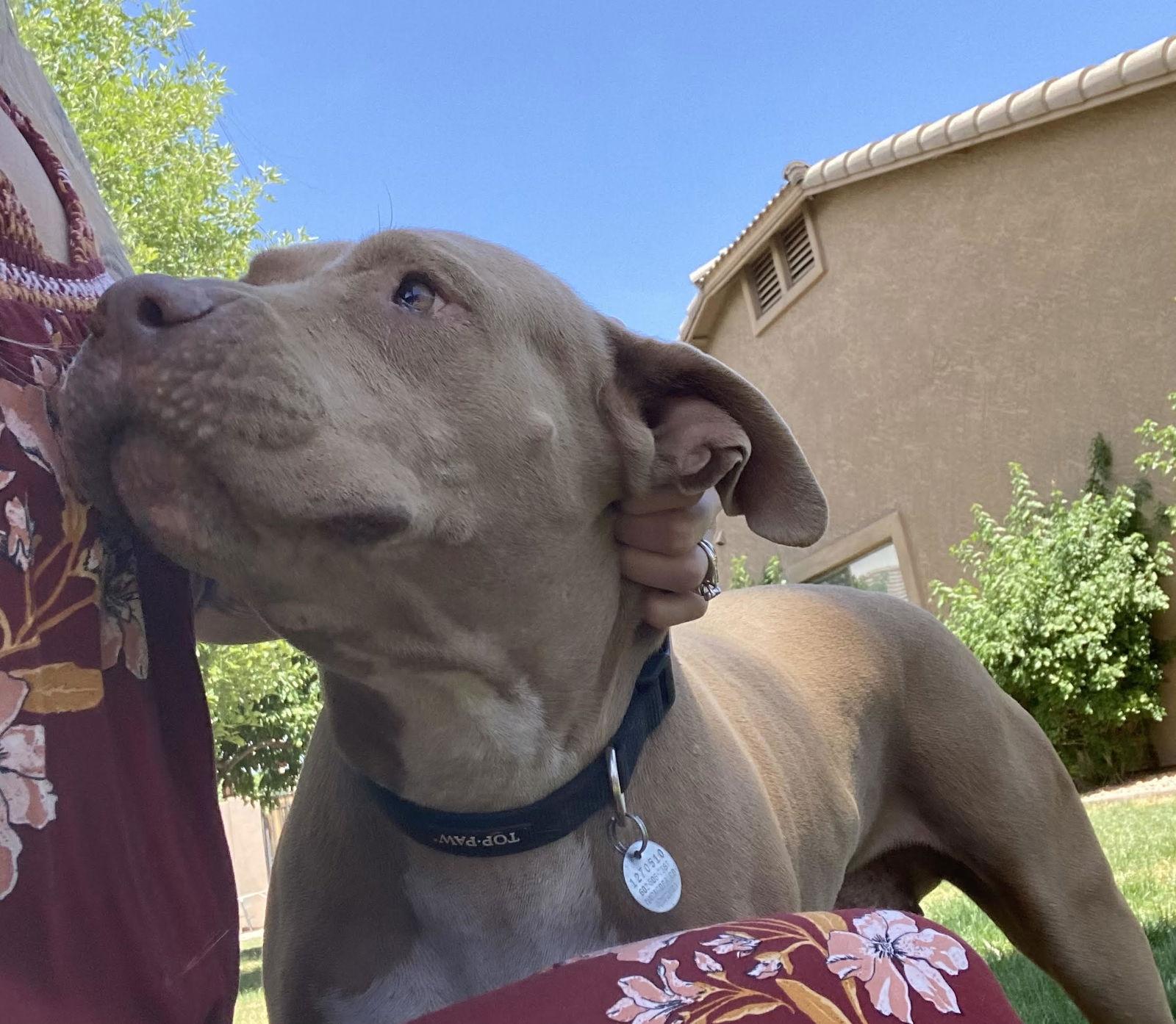 BETTY WHITE, a Adoptable mixed breed in Chandler, AZ image 3/3