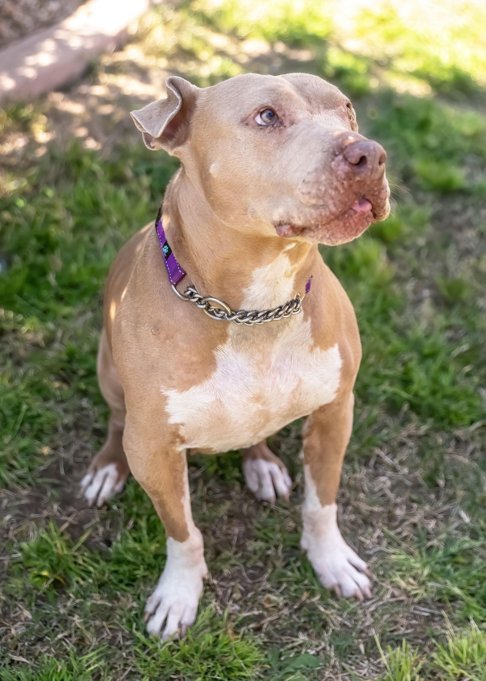 Enlarge BETTY WHITE, a Adoptable mixed breed in Chandler, AZ image 2/3