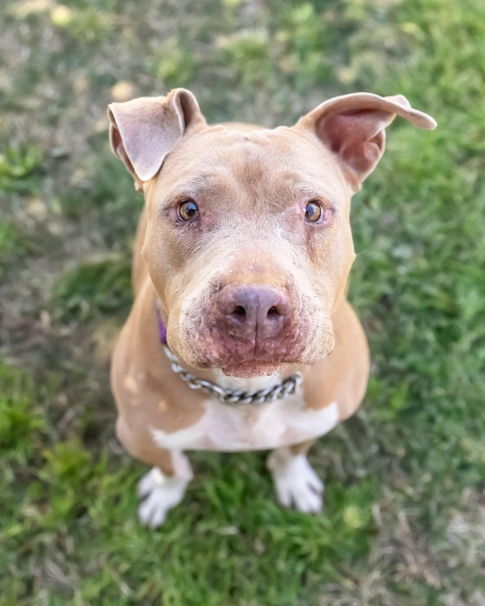 Enlarge BETTY WHITE, a Adoptable mixed breed in Chandler, AZ image 3/3