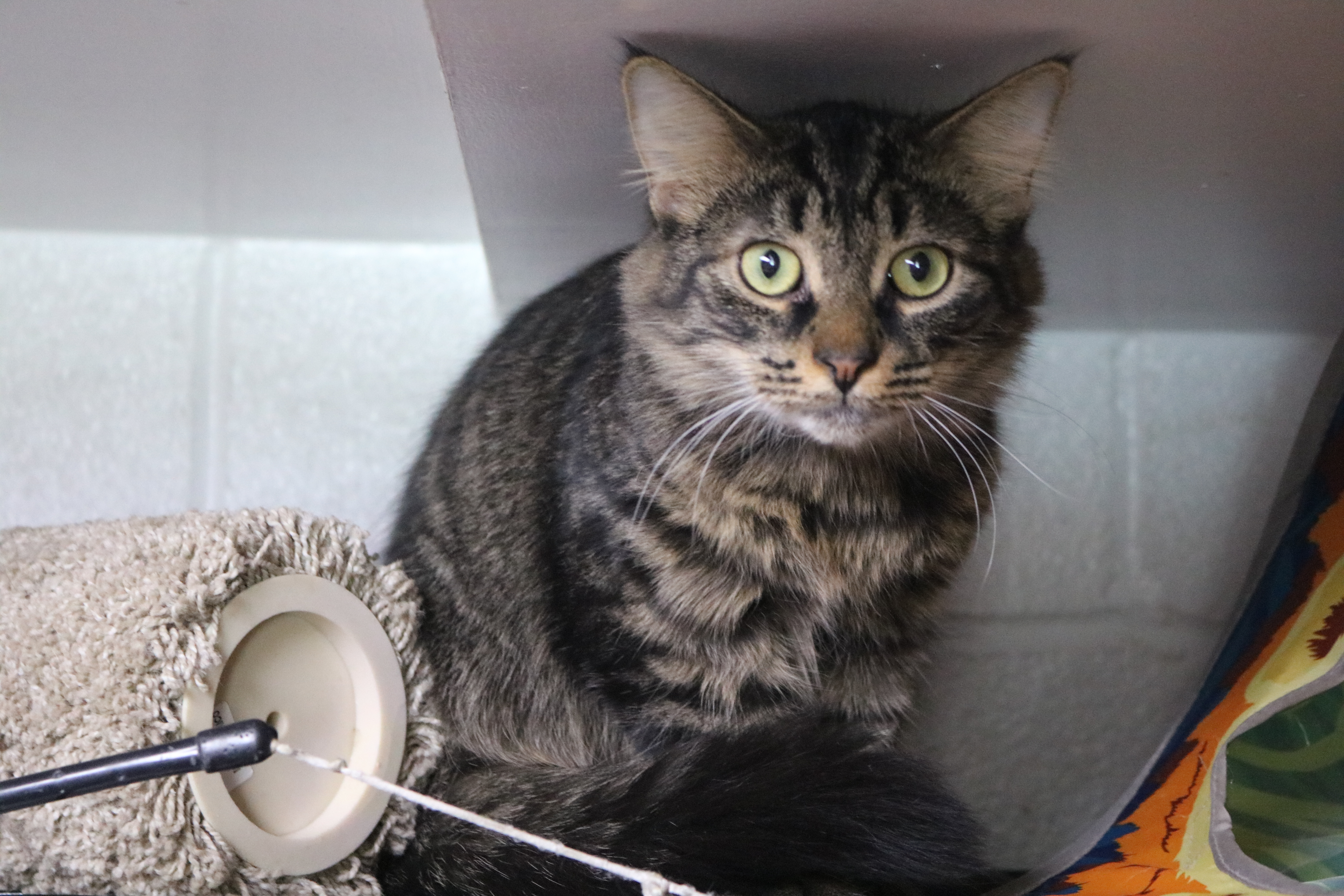 Winger, Adoptable, Senior Male Domestic Medium Hair.