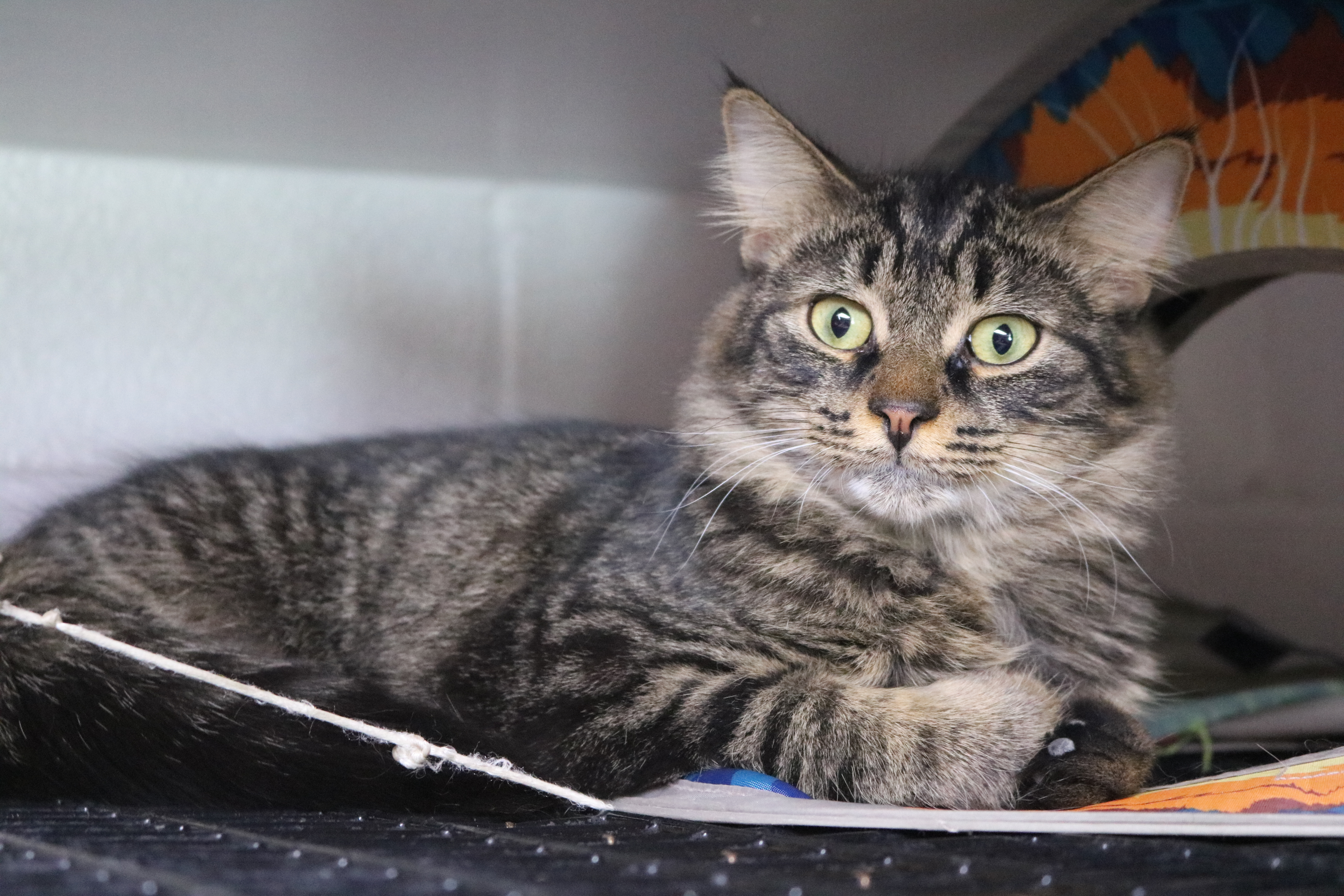 Winger, a Adoptable Domestic Medium Hair in Manchester, MI image 2/4