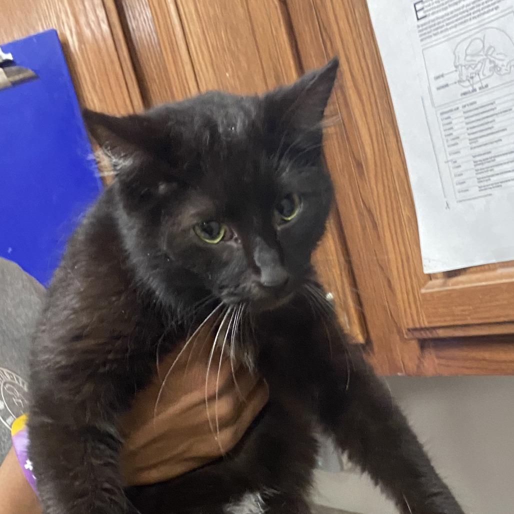 Truffles - 020305U, Adoptable, Young Female Domestic Short Hair.