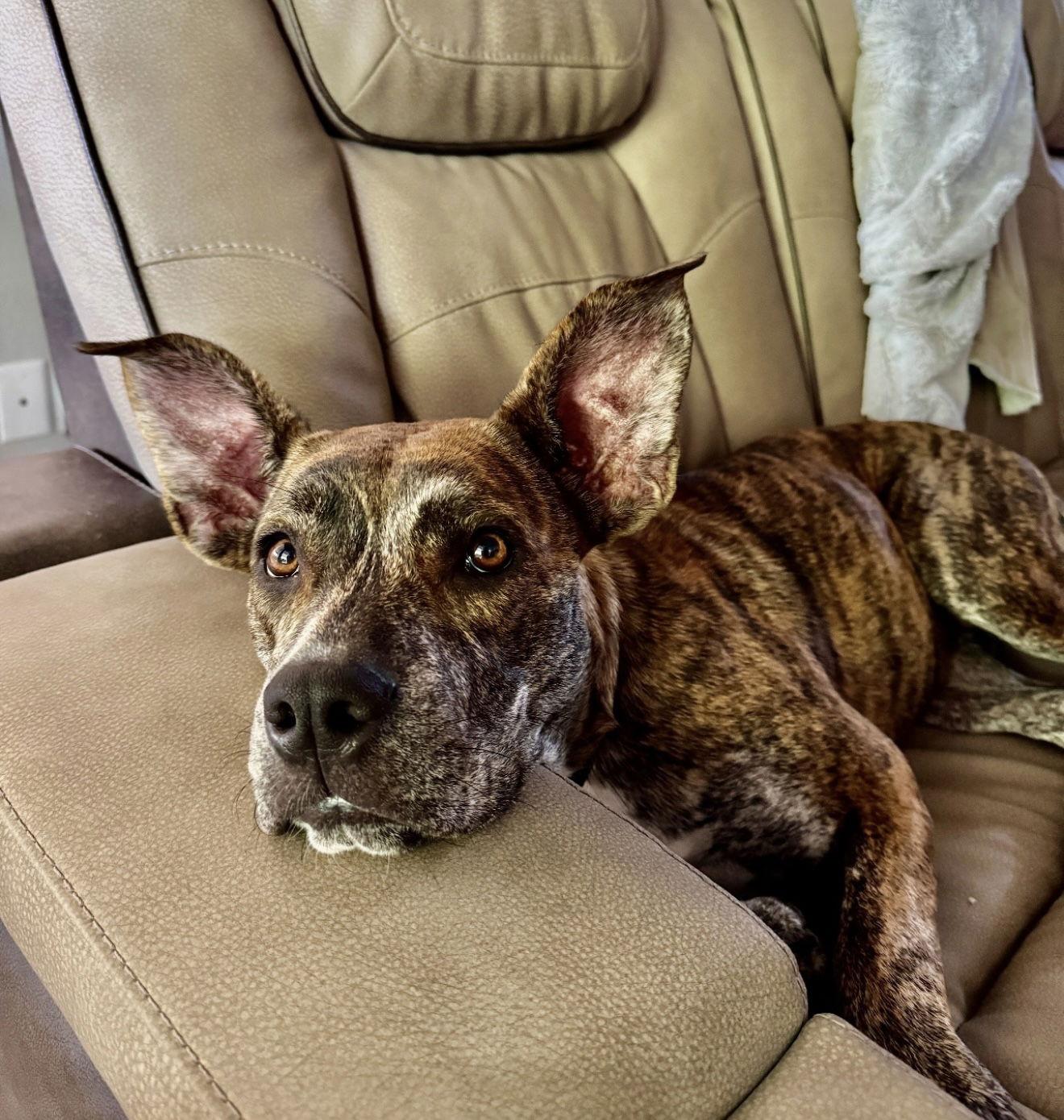 Enlarge Evie, a Adoptable Terrier in Euless, TX image 1/3