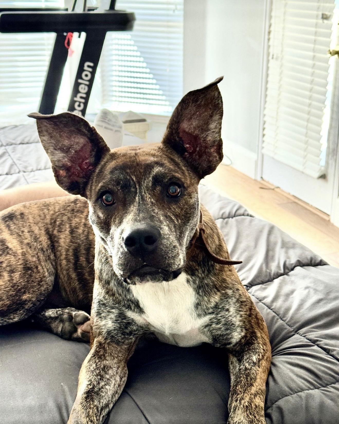 Enlarge Evie, a Adoptable Terrier in Euless, TX image 2/3