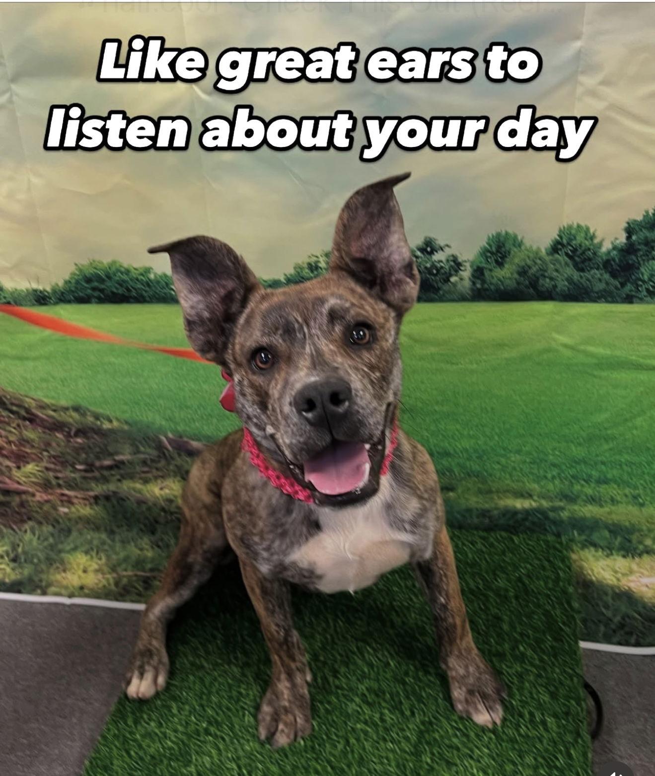 Enlarge Evie, a Adoptable Terrier in Euless, TX image 3/3