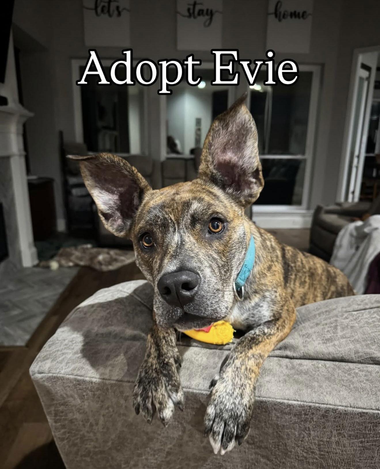 Enlarge Evie, a Adoptable Terrier in Euless, TX image 3/3