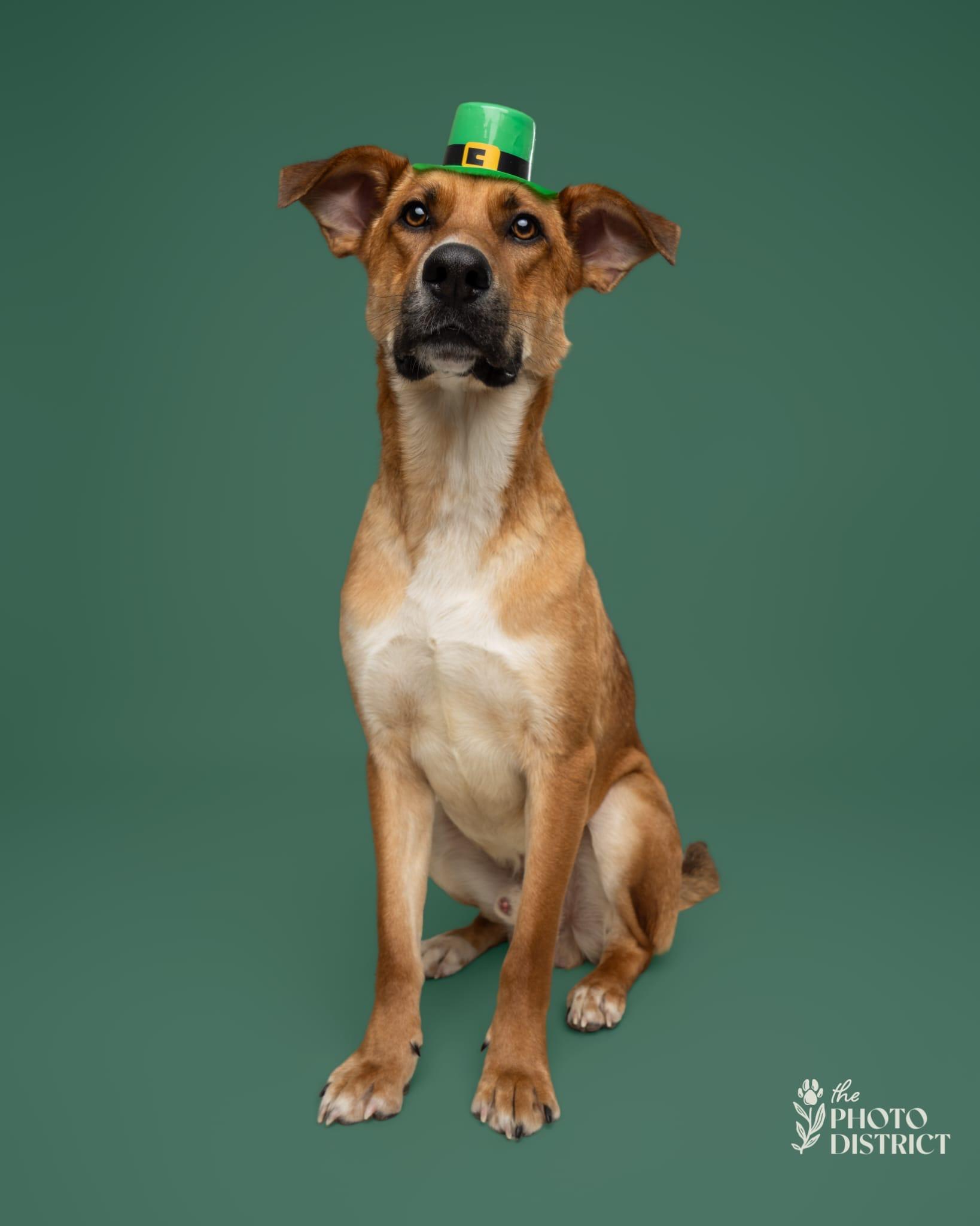 Merv, adopted, Young Male Carolina Dog.